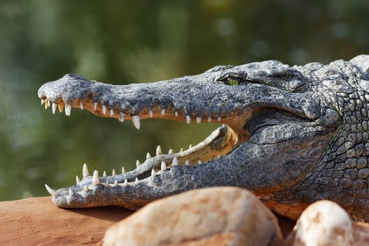 crocodile resting on a rock with open big mouth