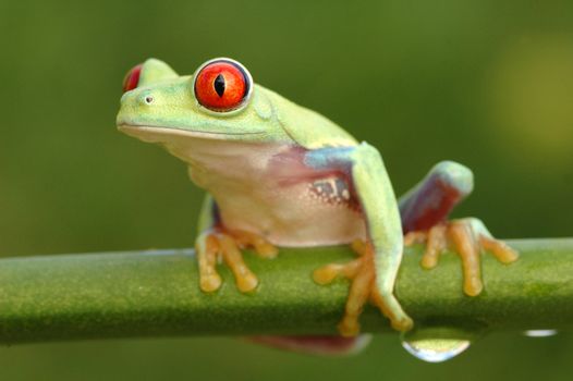 Red-eyed tree frog (Agalychnis callidryas) on a stem