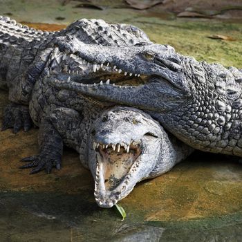 Crocodile with head above other crocodiles in a zoo