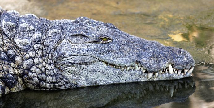 Crocodile with head above water hunting for food 