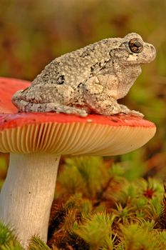 Grey tree frog (Hyla versicolor) on mushroom