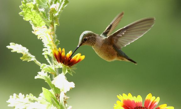 Broad-tailed hummingbird female (Selasphorus platycercus)