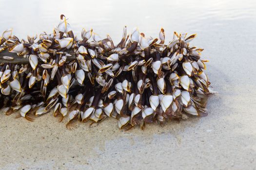 Image of Lepadid (Gooseneck Barnacles Lepas anatifera) on lumber in Koh Samui, Thailand.