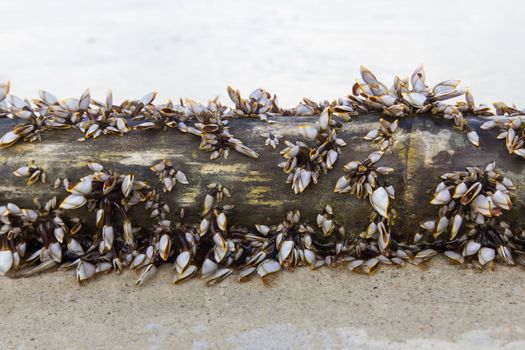 Image of Lepadid (Gooseneck Barnacles Lepas anatifera) on lumber in Koh Samui, Thailand.