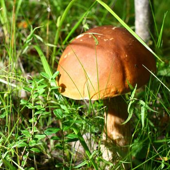 bolete on green grass background