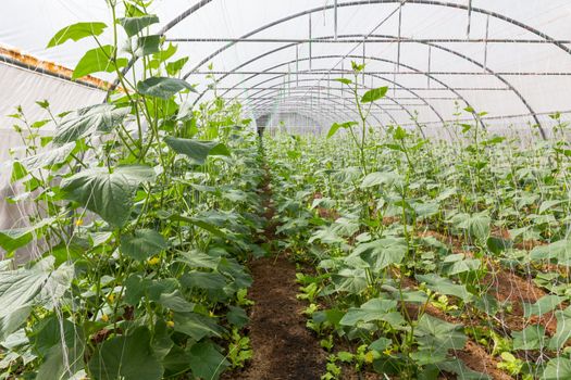 Pumpkin vines grow plants growing in a greenhouse