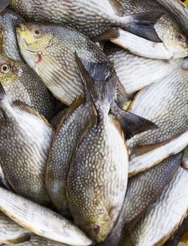 Rabbitfish or  Spinefish  in  fresh market for sale