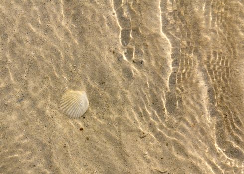 Shellfish on the ocean floor in its natural habitat