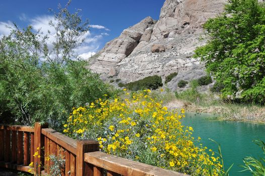Colorful flowers grow alongside a small pond in Whitewater Canyon near the desert town of Palm Springs, California.