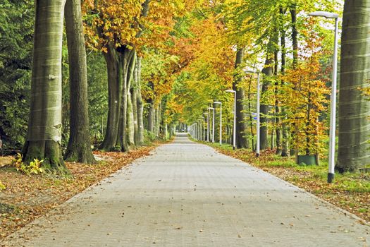 Lane in autumn in the Netherlands
