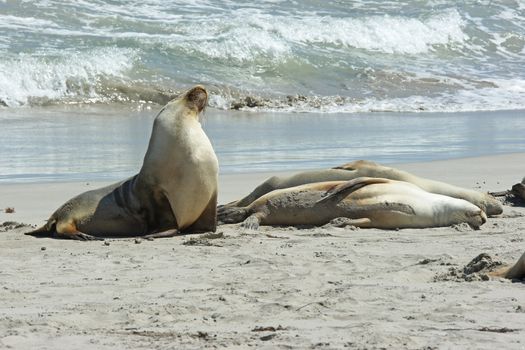 Seals colony on Seal Bay, Kangaroo Island, South Australia