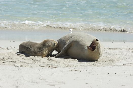 Seals colony on Seal Bay, Kangaroo Island, South Australia