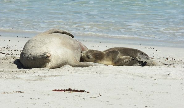 Seals colony on Seal Bay, Kangaroo Island, South Australia