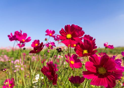 Field White and pink  cosmos flowers in Thailand