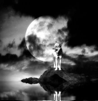 Lonely wolf with full moon reflecting in a lake