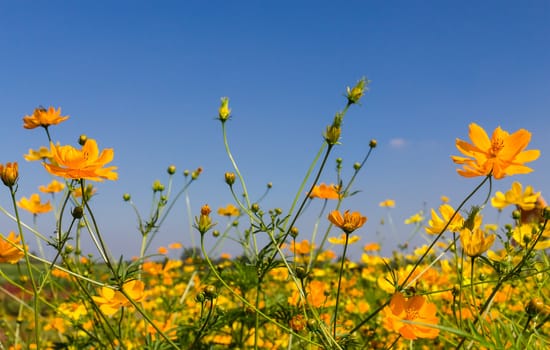 Field of Yellow cosmos flowers in Thailand
