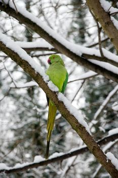 collared parakeet, a forest of France