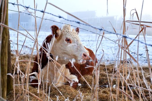 cow relaxed outdoors on pasture during winter