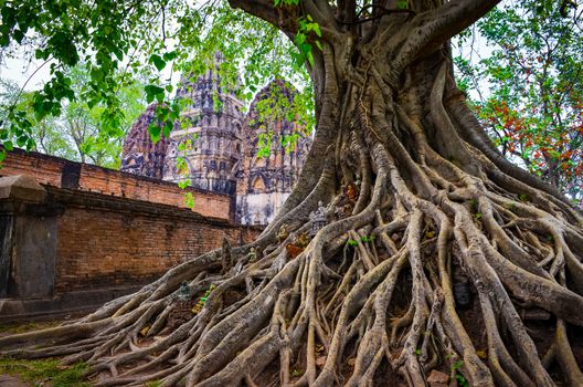 Tree roots in Sukhothai historical park with temple background, Thailand