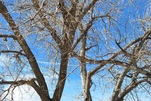 Trees in nature.