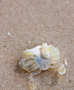 Crabs on the sand.