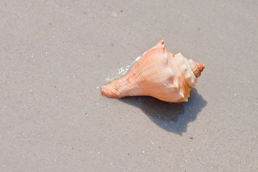 Seashells on the sand.