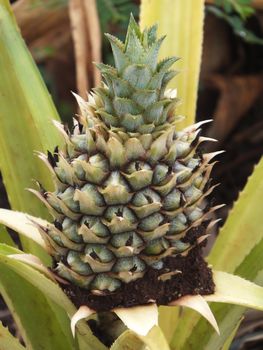 Pineapple Plantation in Hawaii