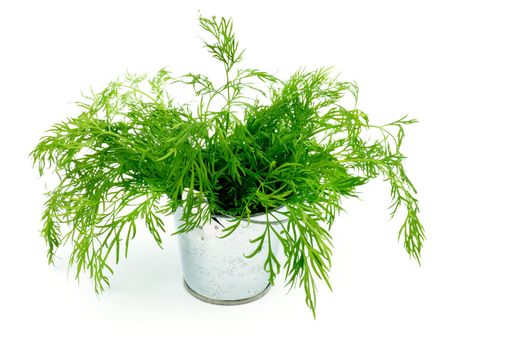 Perfect Raw Dill in Tin Bucket isolated on white background