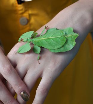 Phyllium siccifolium. leaf insect walking leave, phyllidae, on the human hand