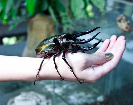 big Rhinoceros beetle on human hand