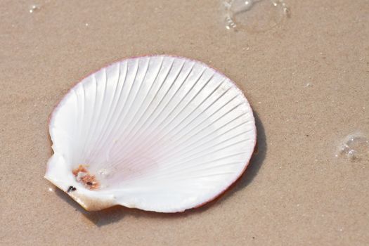 Seashells on the sand.