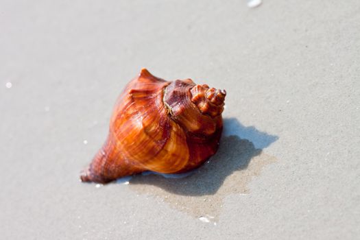 Seashells on the sand.