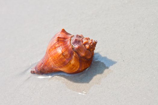 Seashells on the sand.