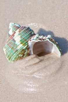 Seashells on the sand.