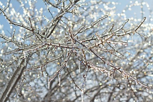 icy tree branches close-up