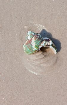 Seashells on the sand.