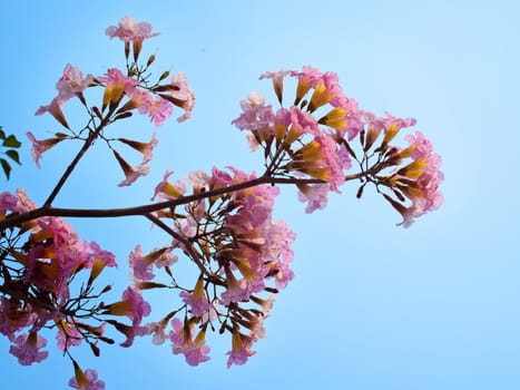 Pink trumpet tree flower blooming in valentine's day like sweet dream (Tabebuia rosea, Family Bignoniaceae, common name Pink trumpet tree, Rosy trumpet tree, Pink Poui, Pink Tecoma)