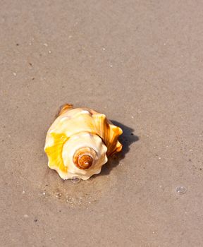 Seashells on the sand.