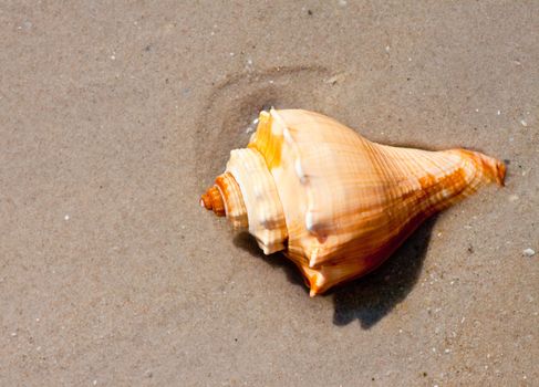 Seashells on the sand.