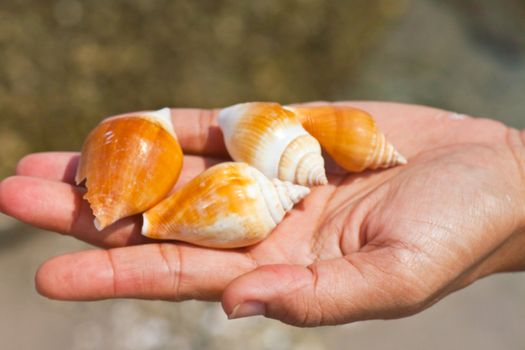 Shells in the hands of women.