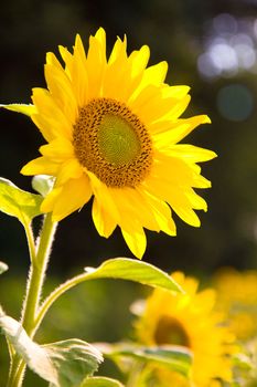 Plant in nature, beautiful yellow sunflower, macro