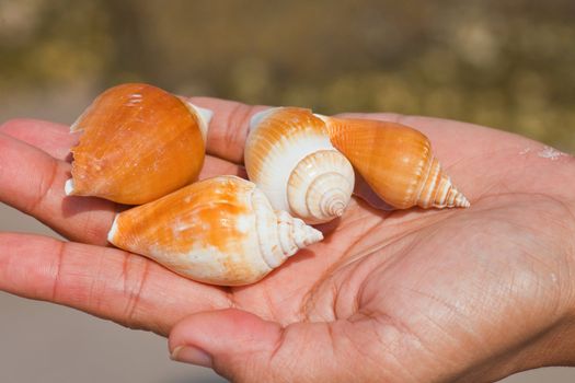 Shells in the hands of women.