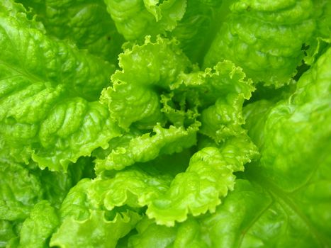 The image of green leaves of useful lettuce