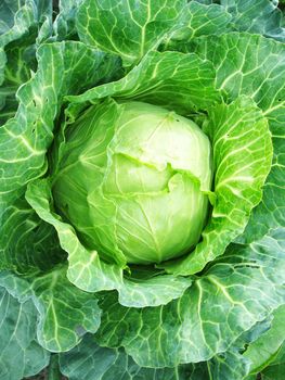 The image of big head of ripe cabbage