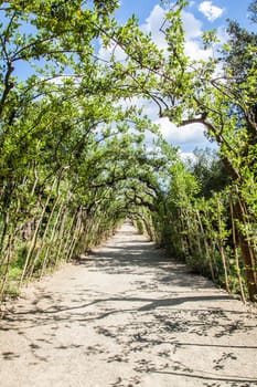 Florence, Italy. Old Boboli Gardens during a sunny day in summer season