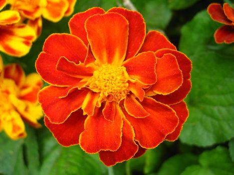 A beautiful flowers of motley and velvet tagetes