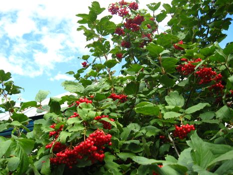 The image of cluster of a red ripe guelder-rose