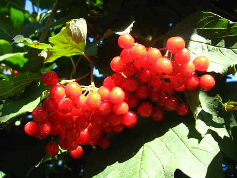 The image of cluster of a red ripe guelder-rose