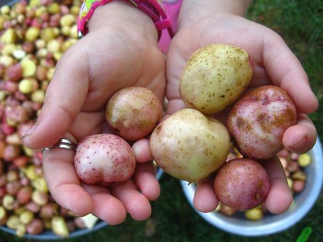 the image of harvest of pile of potatoes