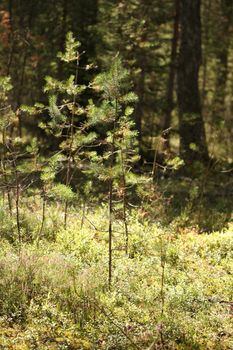 pine needles glittering in the sun